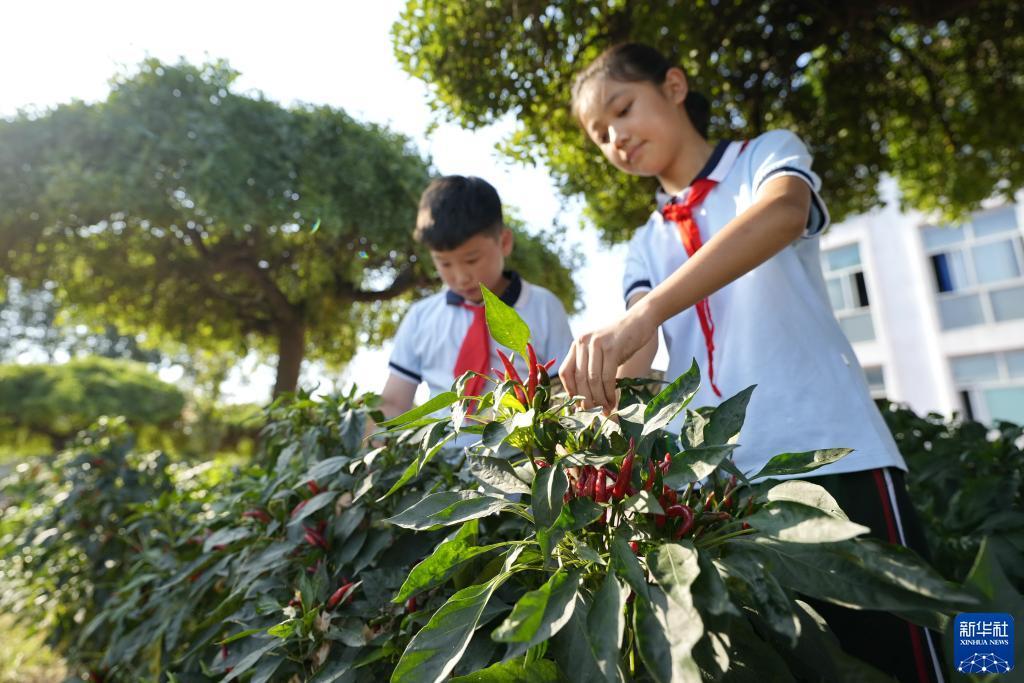 阿拉斗牛